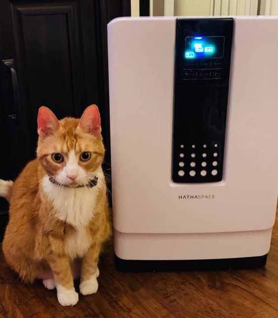 Cat standing next to air purifier