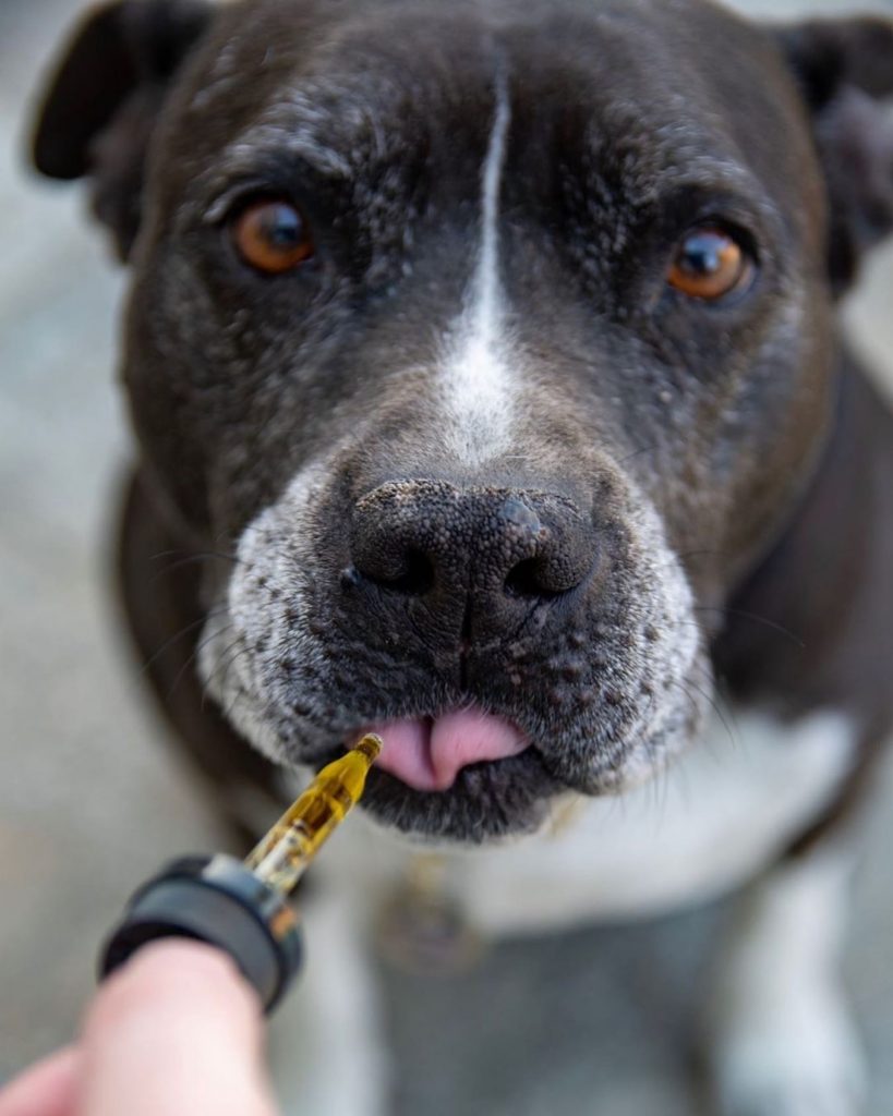 Person giving medicine to dog