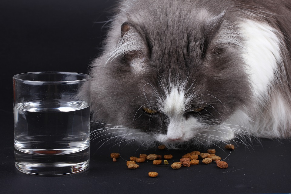 Cat eating dry cat food with glass of water next to it.