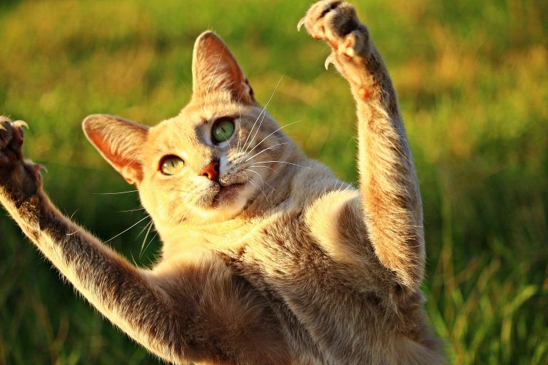 Cat with its paws in the air
