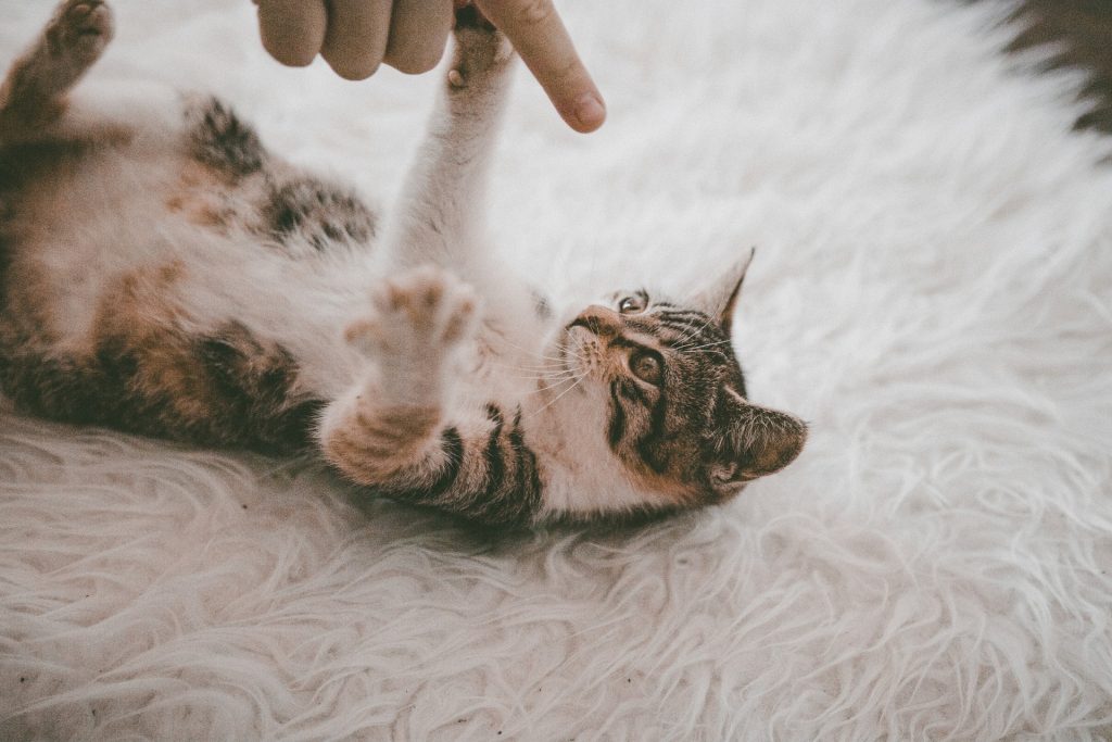 Cat on a carpet playing with a person