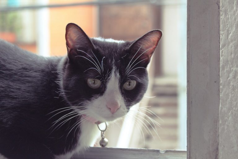 Cat with a collar