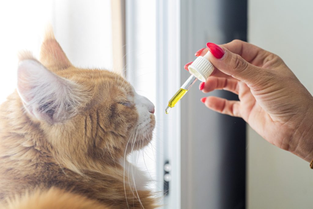 Person giving medicine to cat