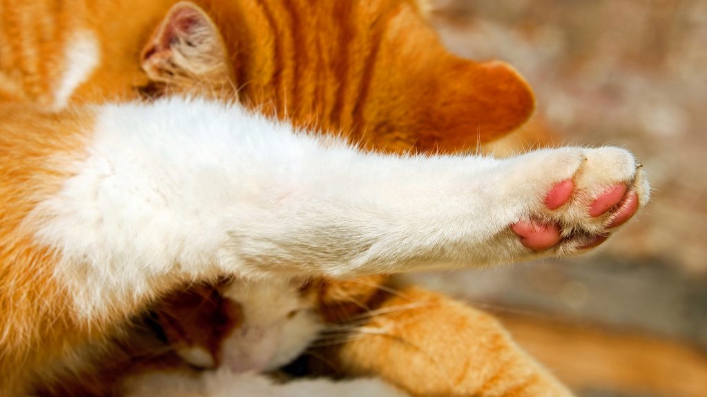 Cat stretching and showing its paws 