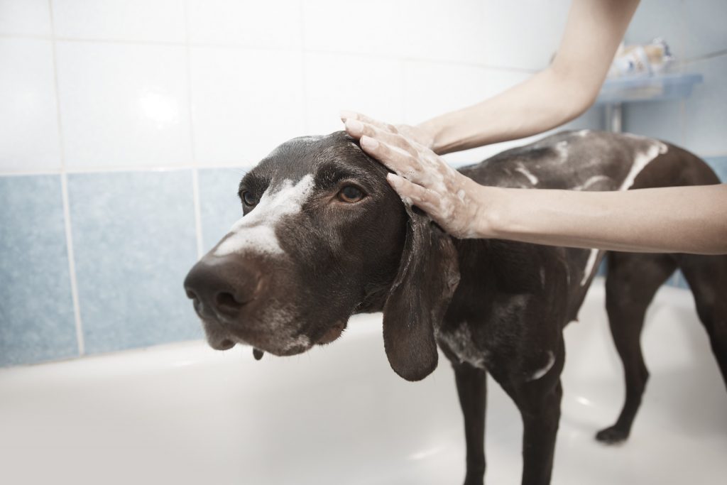 Dog getting shampooed with shampoo for fleas