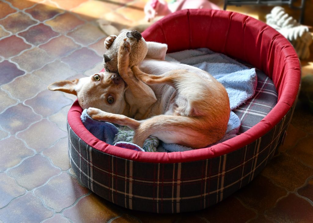 Dog playing with toy in his bed