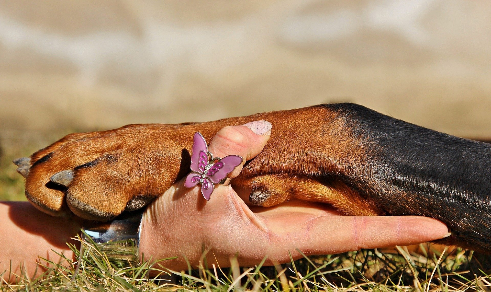Person holding dog paw