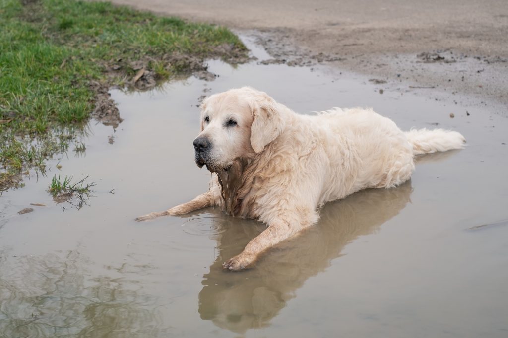 Old Golden Retriever sitting in a pond of water