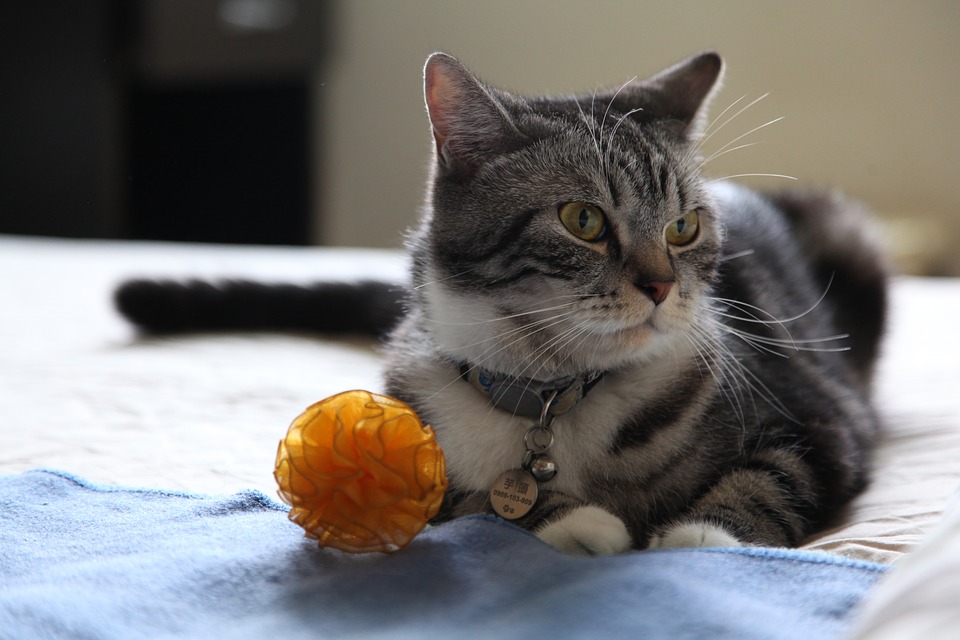 Cat with a toy sitting