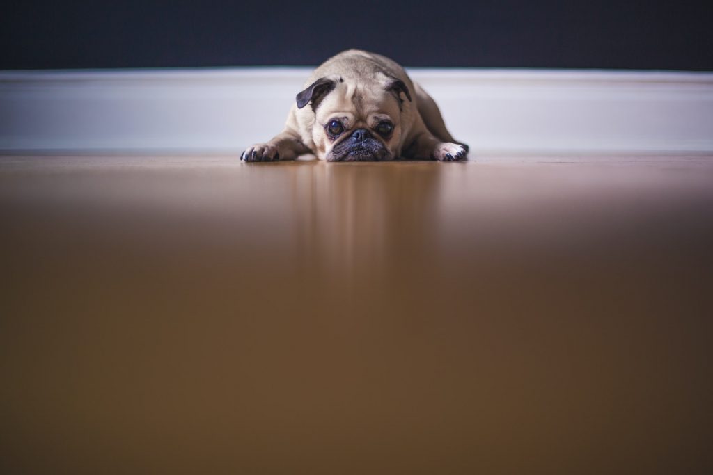 Sad dog laying on floor