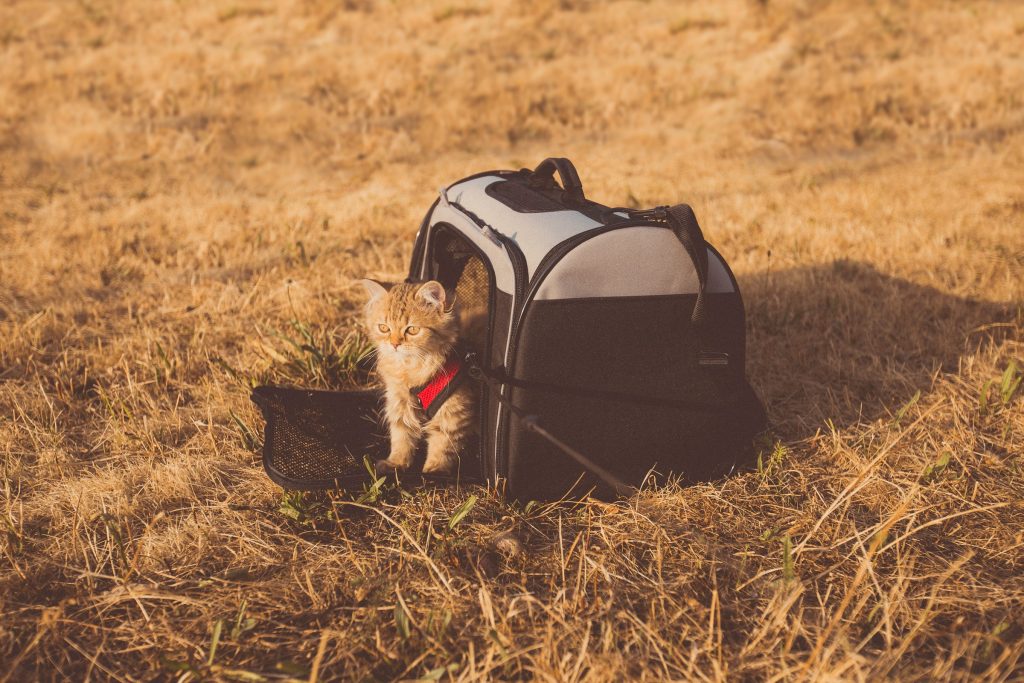 Kitten on a grass right next to a cat backpack