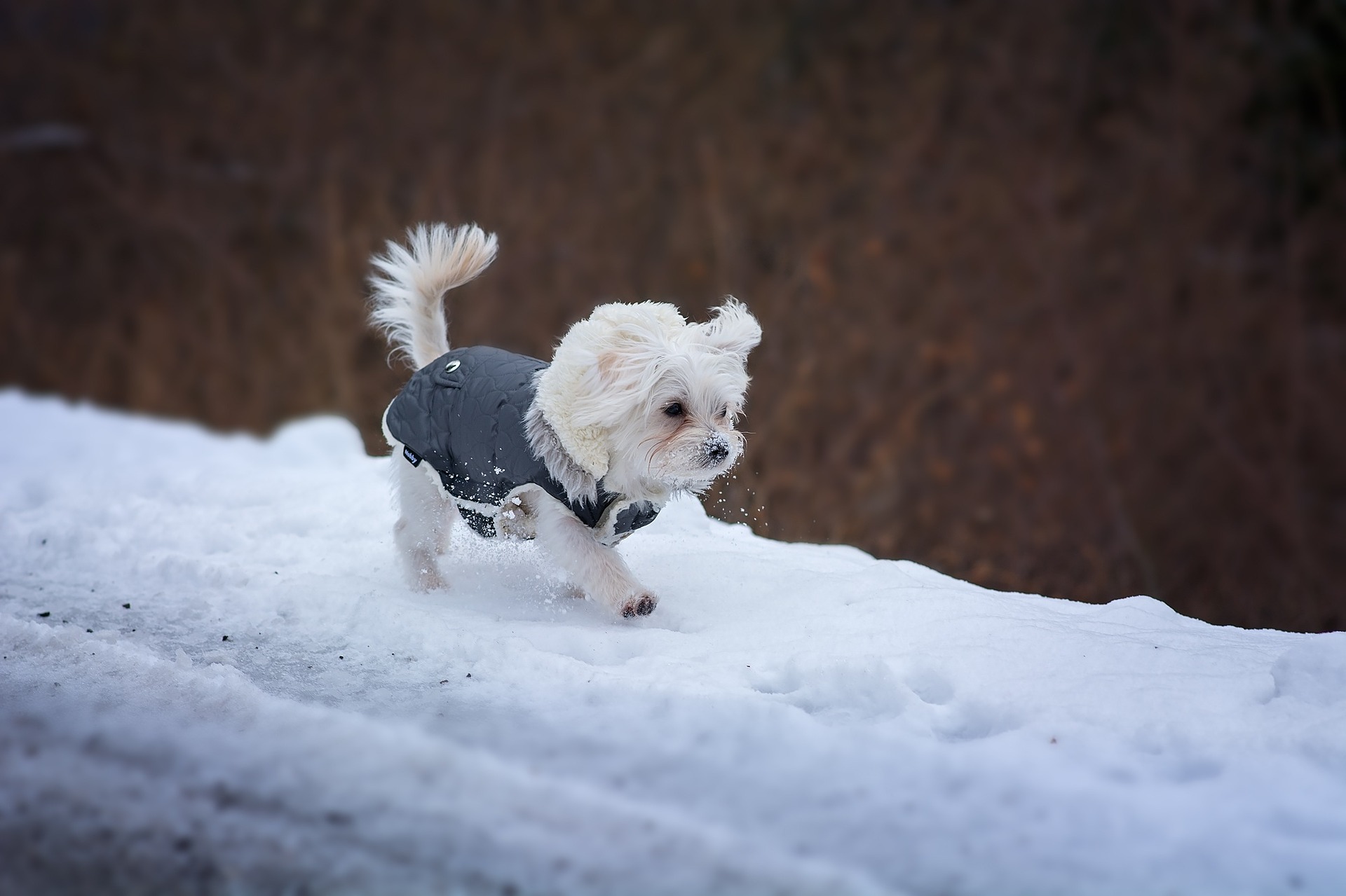 Dog with winter coat walking on snow