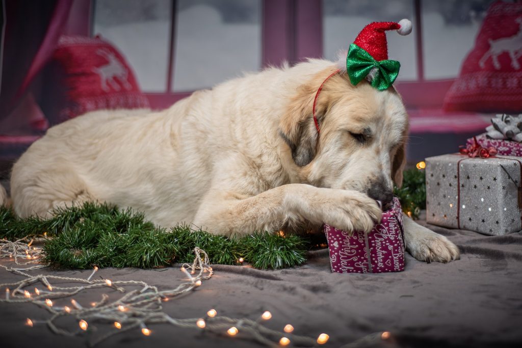 Dog playing with Christmas present