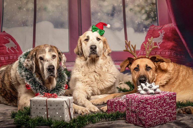 Three Dogs posing with Christmas presents