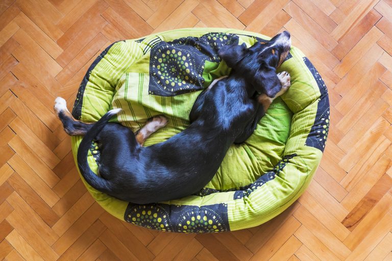 Dog sleeping on a dog bed