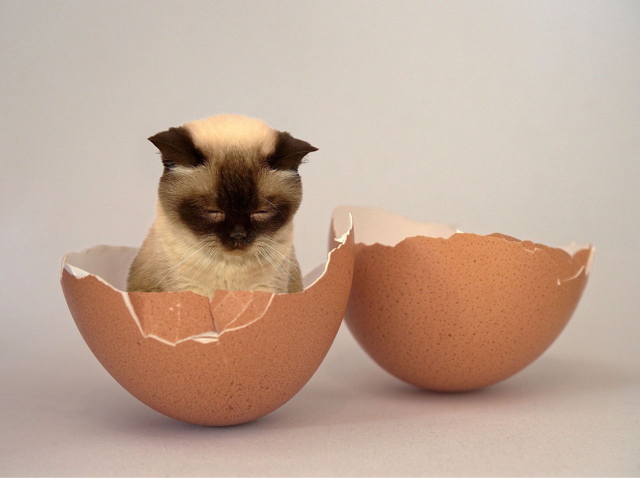 Kitten in an egg. the egg represent raw food